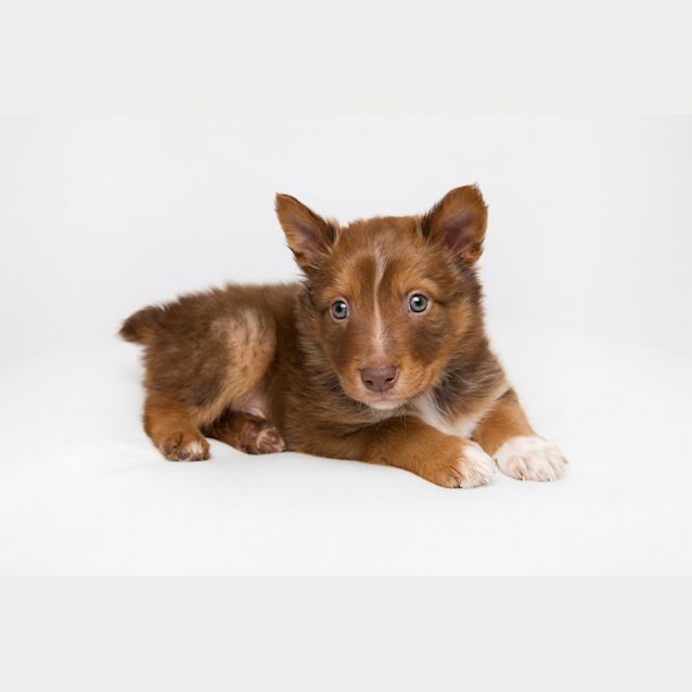 Photo of Flame 