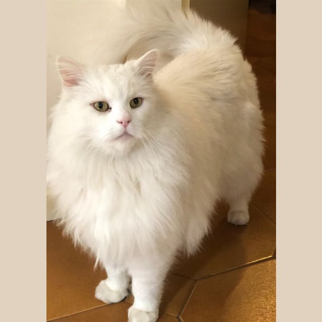 Photo of Hank