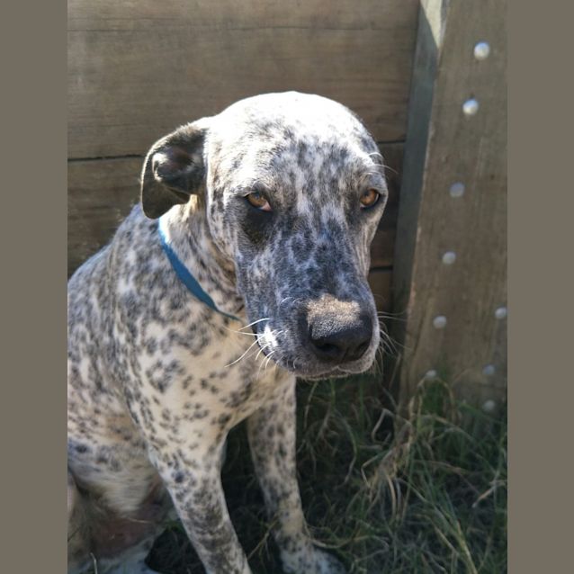 Photo of Diesel 