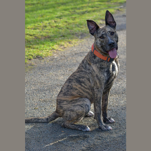 Photo of Zelda