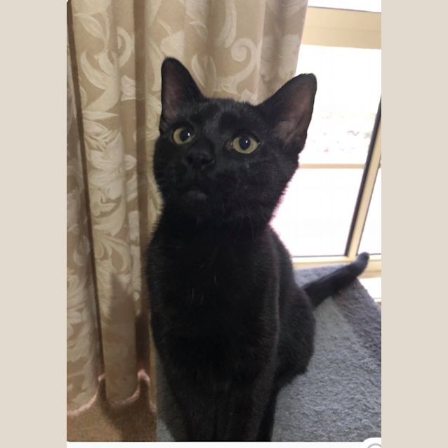 Photo of Licorice 