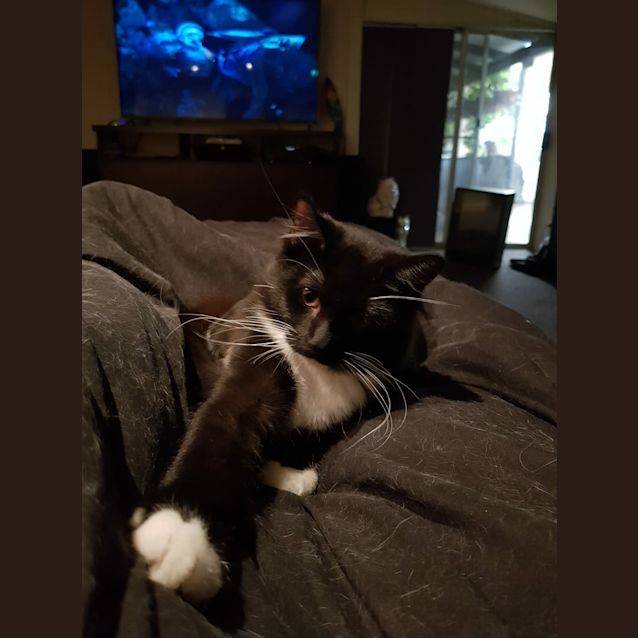 Photo of Boomer