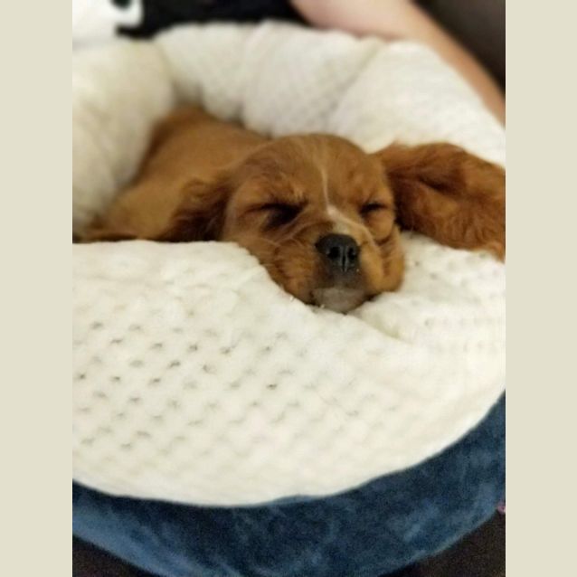 Photo of Humphrey 