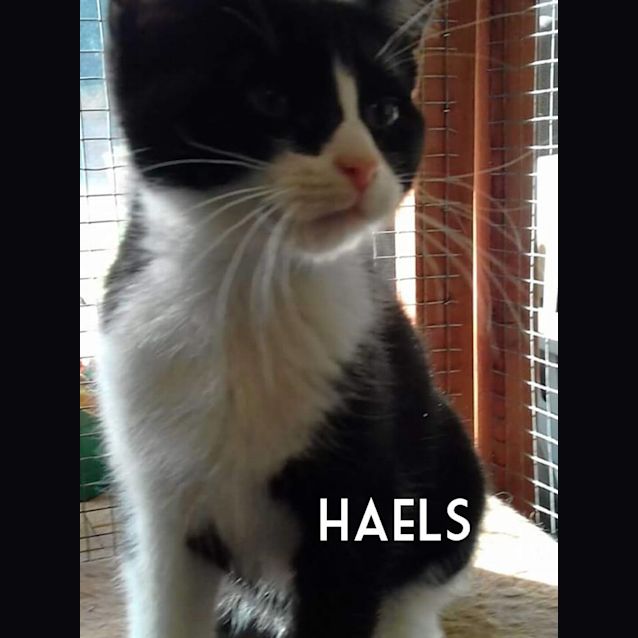 Photo of Haels