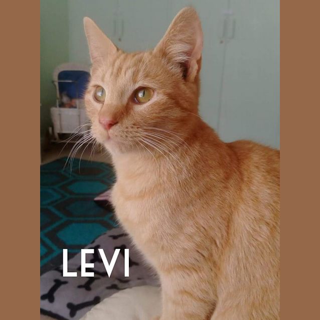 Photo of Levi