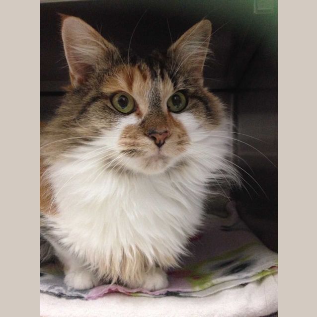 Photo of Peaches