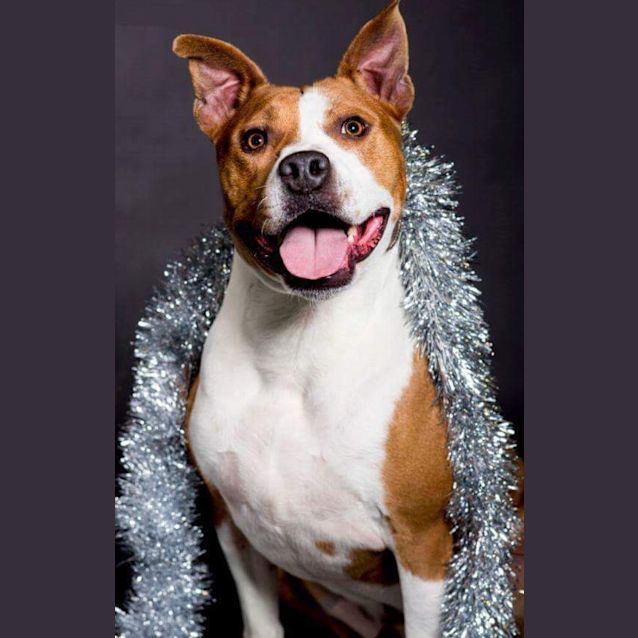 Photo of Blaze