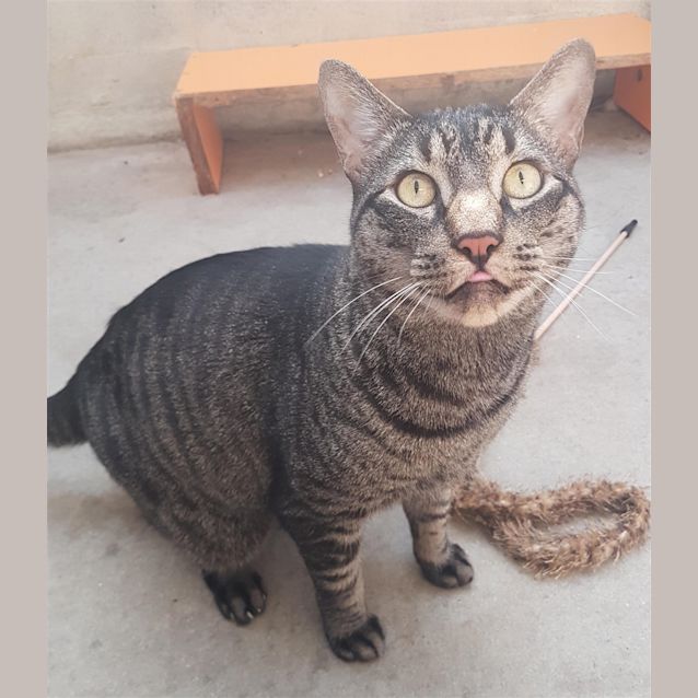 Photo of Dax