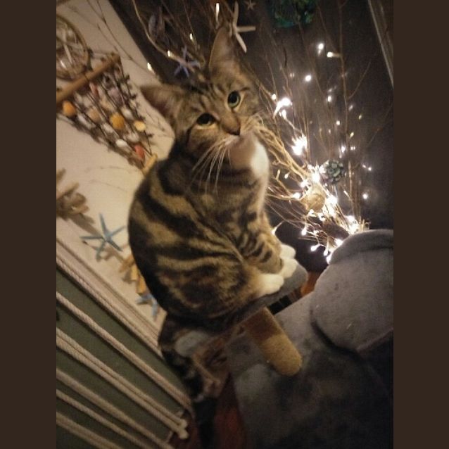 Photo of Shelby