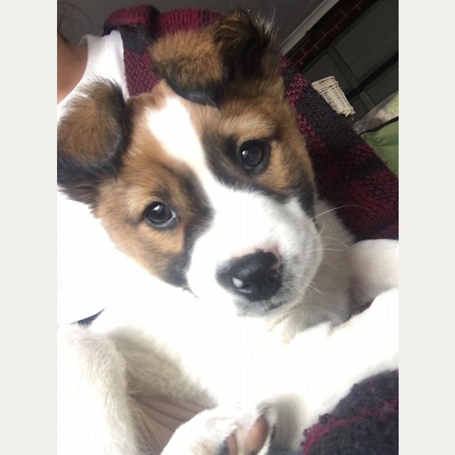 Photo of Butter (Now Rosie)