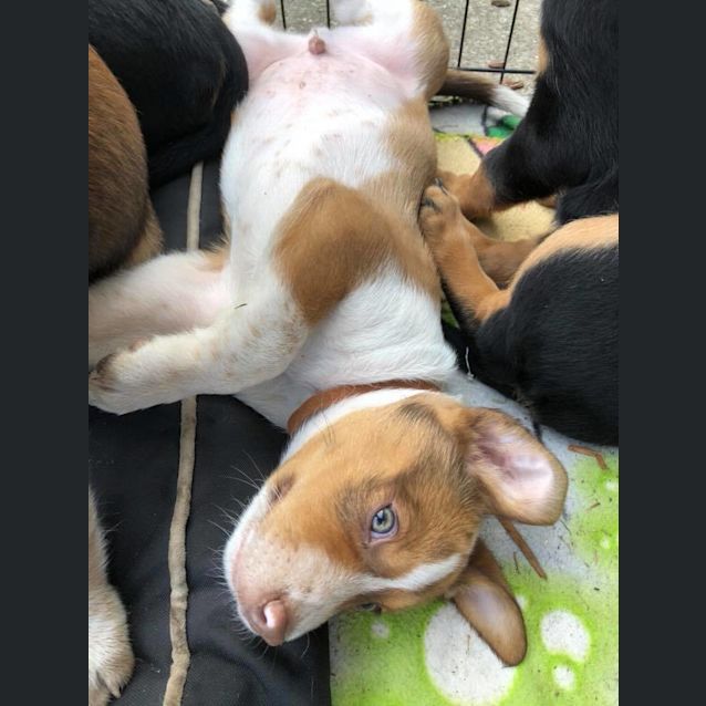 Photo of Bodhi