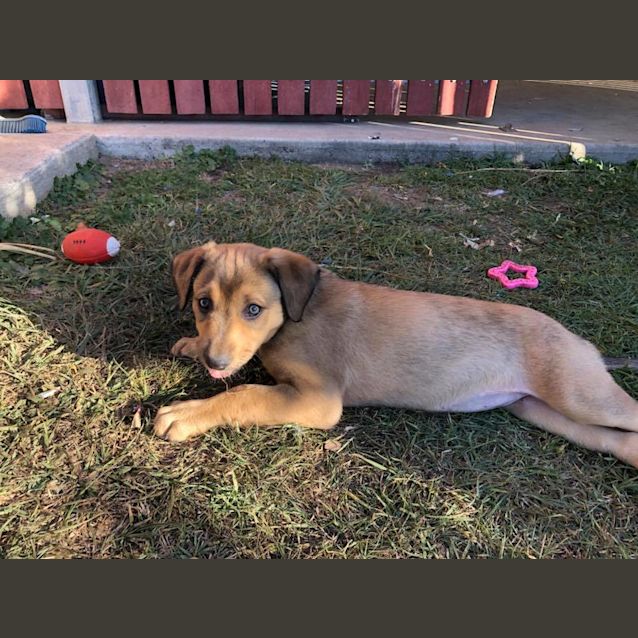 Photo of Bambi 