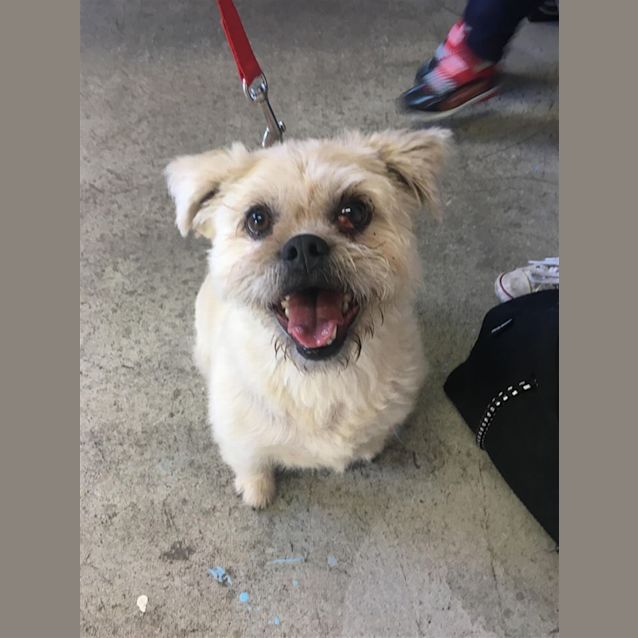 Photo of Truffles(now Bruiser)