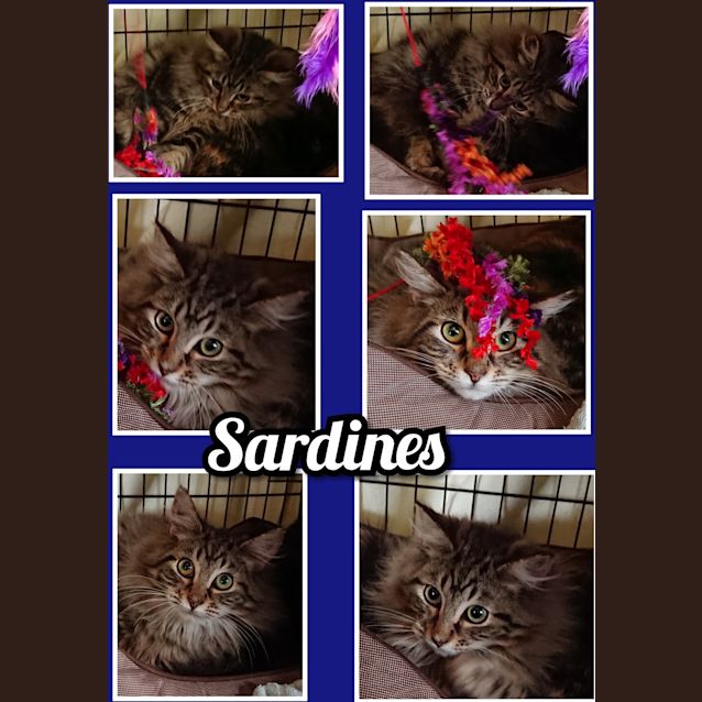 Photo of Sardines