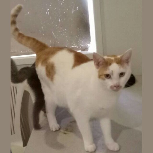 Photo of Oscar