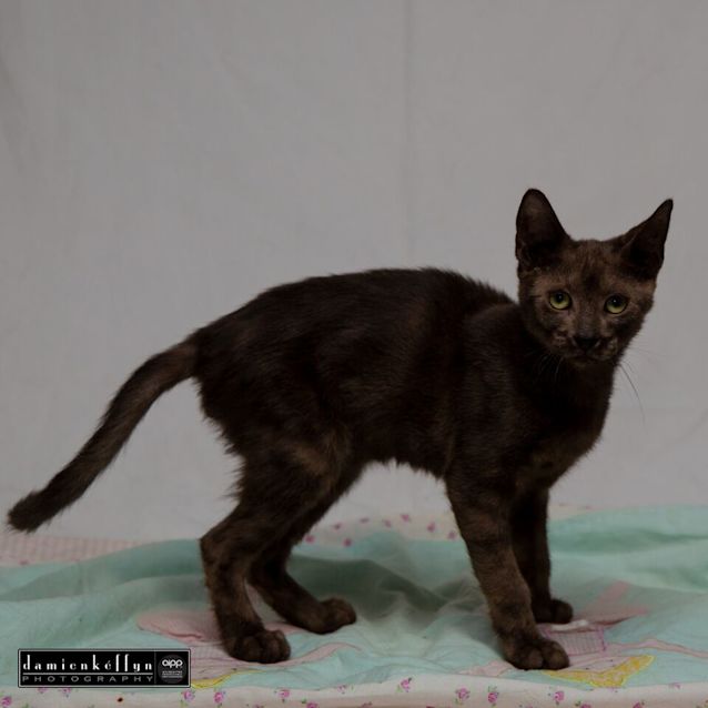 Photo of Kona