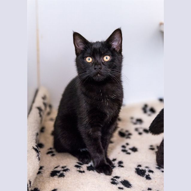 Photo of Georgie
