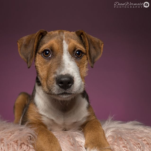 Photo of Tabitha ~ Bulldog X Koolie X Bc Pup (On Trial 19/8