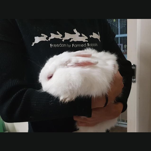 Photo of Flopsy And Mopsy 