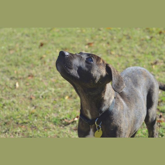 Photo of Charley   D3939