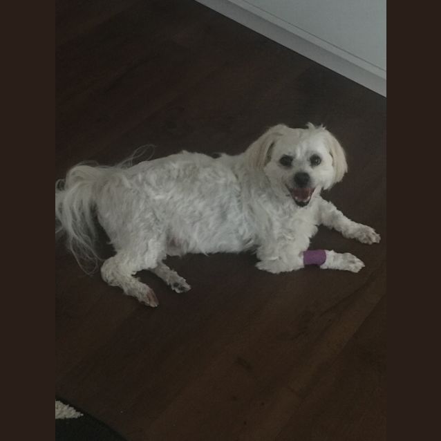 Photo of Buddy