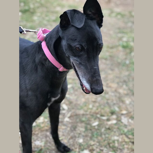 Photo of Petal (On Trial 26 Aug)