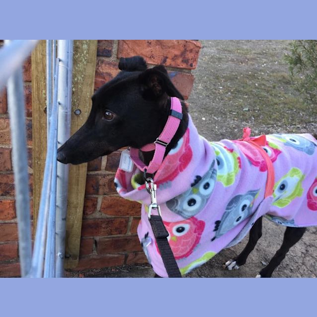 Photo of Maggie (On Trial 8 Sep)