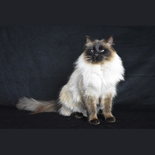 Photo of Boo