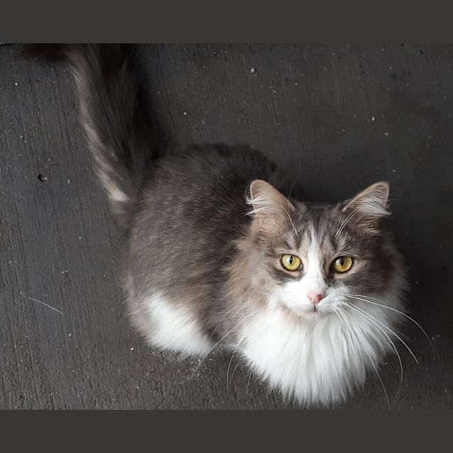 Photo of Pearl & Ruby