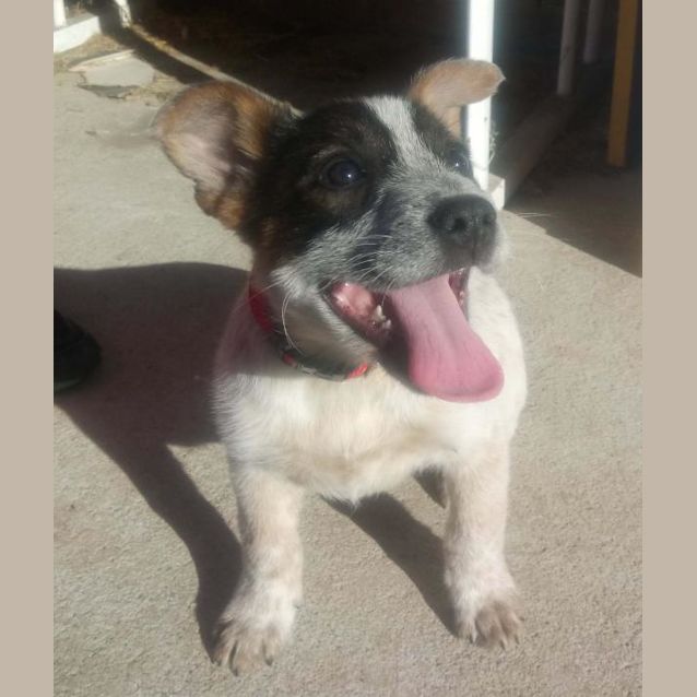 Photo of Rusty