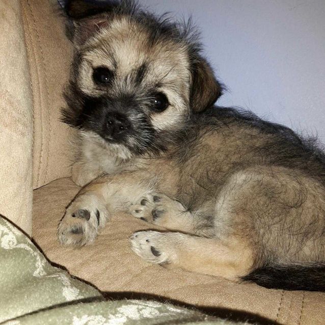 Photo of Pippa