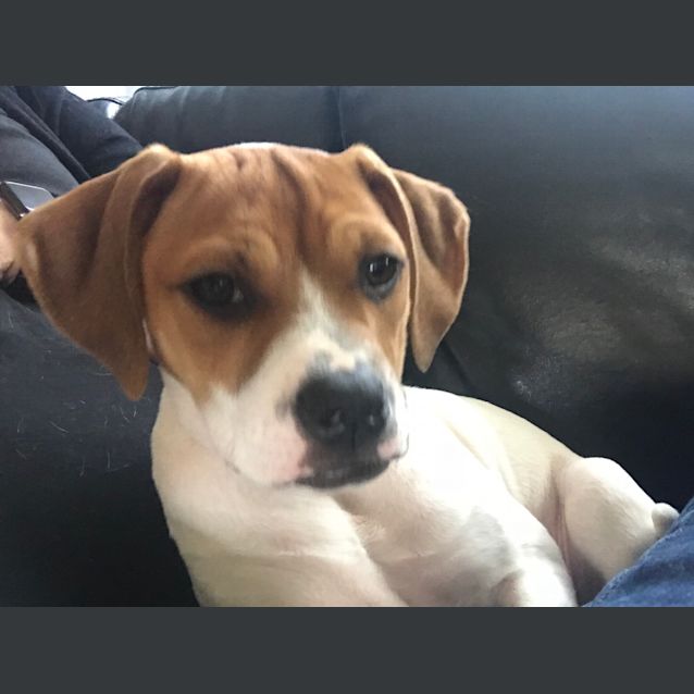 Photo of Pinka