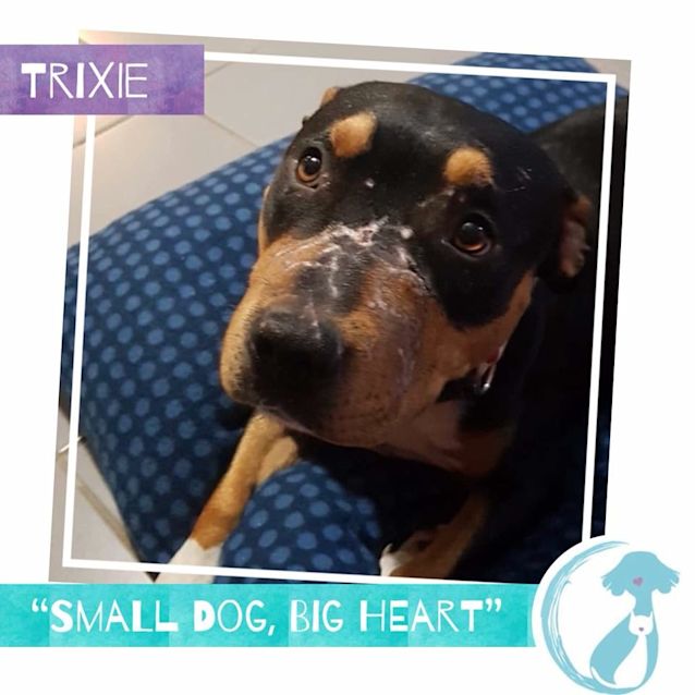 Photo of Trixie
