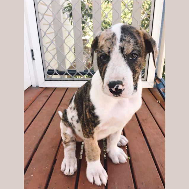 Photo of Simba