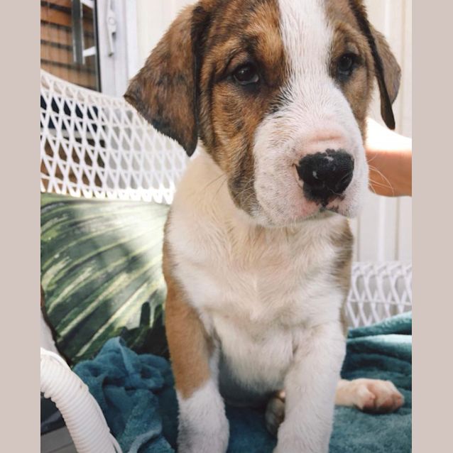 Photo of Pumba