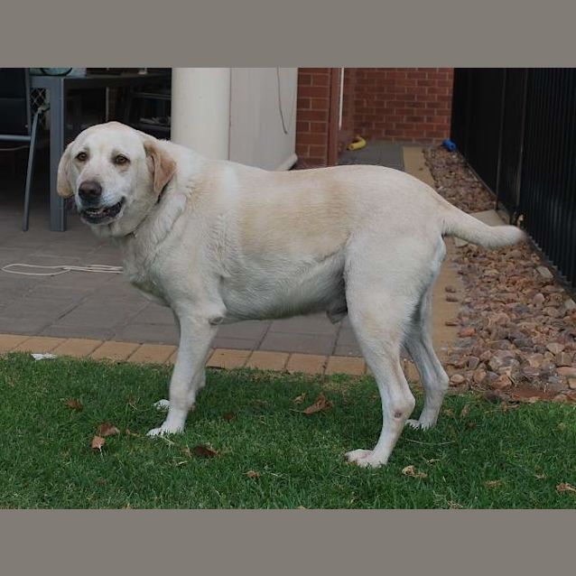Photo of Braxton *On Trial In His New Home*