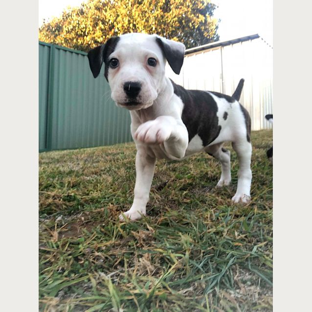 Photo of Look It’s Luna! 