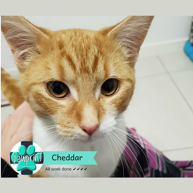 Photo of Cheddar 
