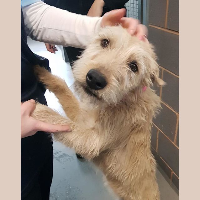 Photo of Wiggles