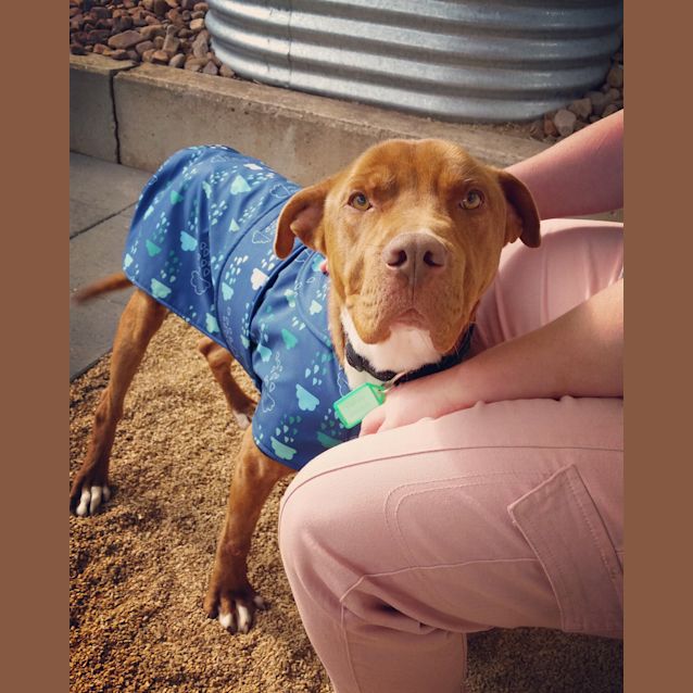 Photo of **On Trial** Ninja