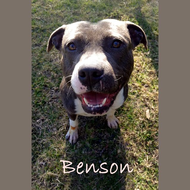 Photo of Benson