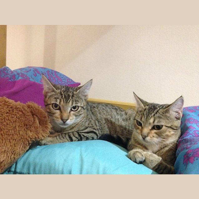 Photo of Coco Chanel And Baby Blue