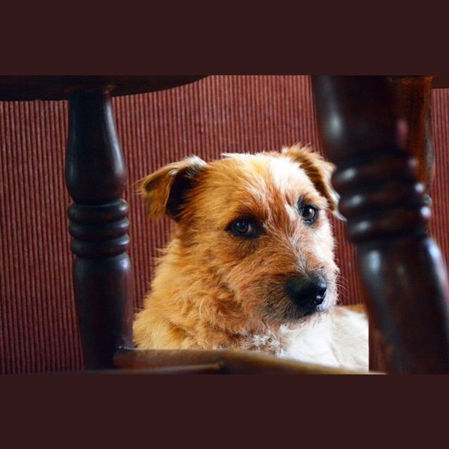 Photo of Truffy D3941  Adoption Pending