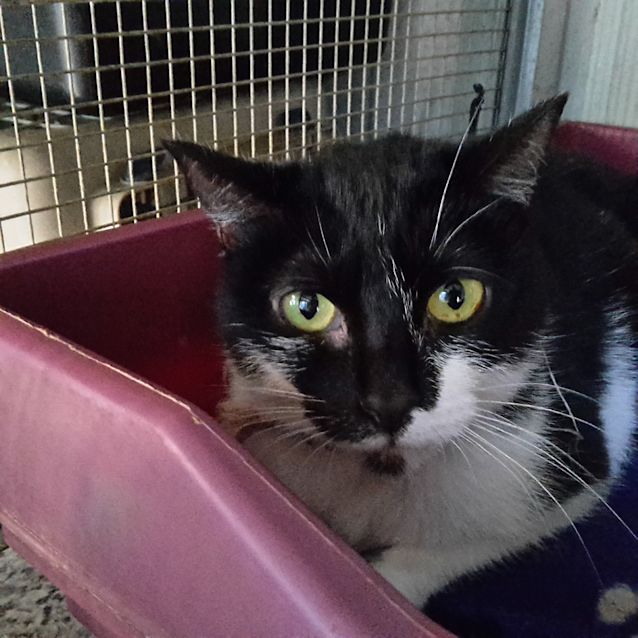 Photo of Jinx