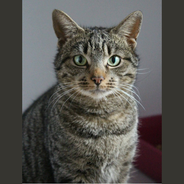 Photo of Stella