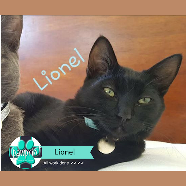 Photo of Lionel Ritchie