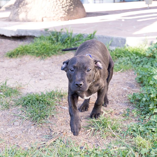 Photo of Cole ~ Loving Staffy X Lab Puppy (On Trial 9/9/18)