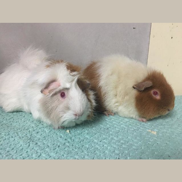 Photo of Oats & Percy
