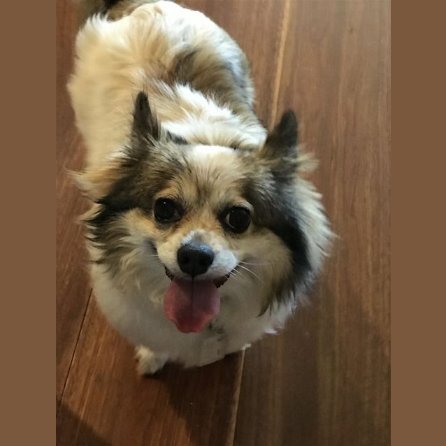 Photo of Gizmo