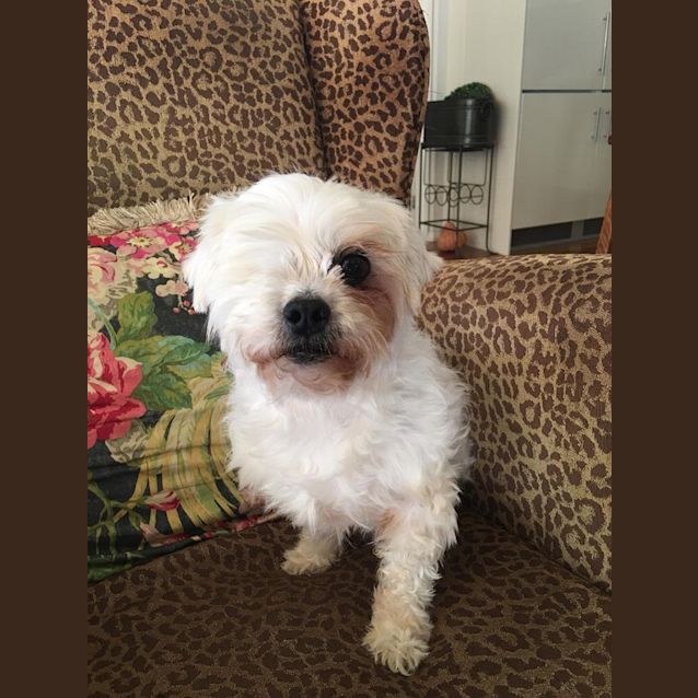 Photo of Gracie Our Petite Lady 
